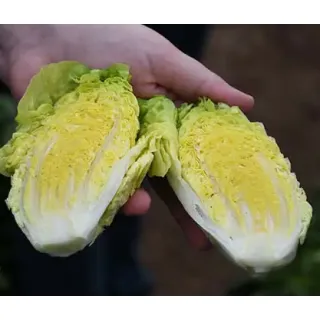 Compra LECHUGA CELISTRA Pildorada BIO (5.000 Semillas) en la tienda online Fito Agrícola