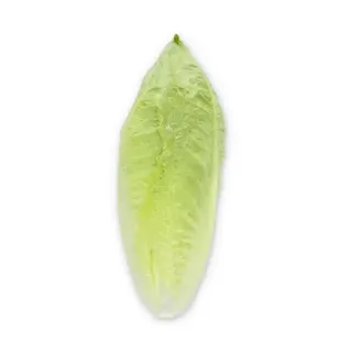 Compra LECHUGA CERCAS RZ Pildorada (5.000 Semillas). en la tienda online Fito Agrícola