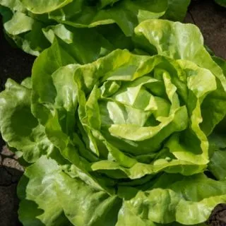 Compra LECHUGA CHANTILLY Pildorada (5.000 Semillas) en la tienda online Fito Agrícola