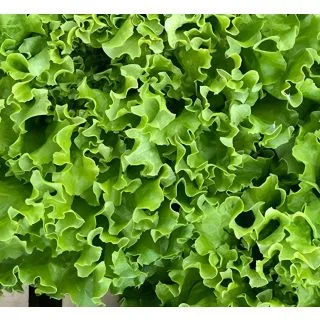 Compra LECHUGA CHOUPAC Pildorada (10.000 Semillas) en la tienda online Fito Agrícola