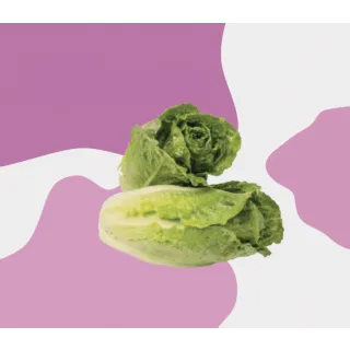 Compra LECHUGA CIMBRAL Pildorada (25.000 Semillas) en la tienda online Fito Agrícola