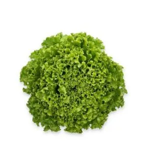 Compra LECHUGA COMEDION RZ Pildorada (5.000 Semillas). en la tienda online Fito Agrícola