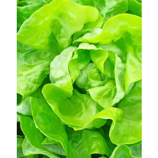 Compra LECHUGA CONSTANTINA Pildorada (5.000 Semillas) en la tienda online Fito Agrícola