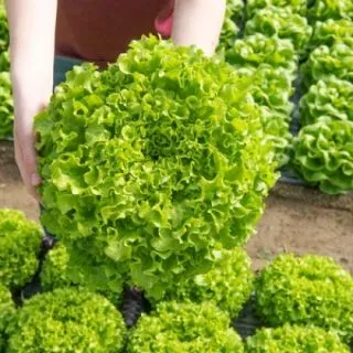 Compra LECHUGA CRISALIS Pildorada (5.000 Semillas) en la tienda online Fito Agrícola