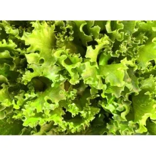 Compra LECHUGA CRISMINA Pildorada (10.000 Semillas) en la tienda online Fito Agrícola