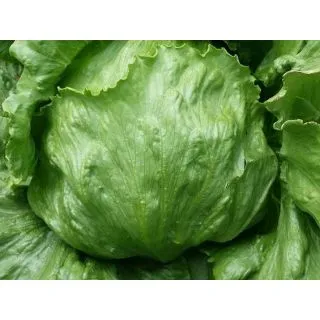 Compra LECHUGA CURAZAO Pildorada (10.000 Semillas) en la tienda online Fito Agrícola