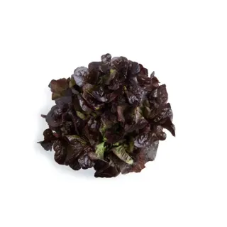 Compra LECHUGA DAKARAI RZ Pildorada (5.000 Semillas). en la tienda online Fito Agrícola