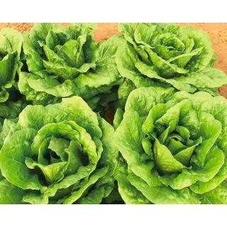 Compra LECHUGA DELFI Pildorada (25.000 Semillas) en la tienda online Fito Agrícola
