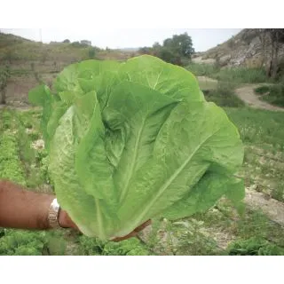 Compra LECHUGA DUNA Pildorada (25.000 Semillas) en la tienda online Fito Agrícola