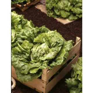 Compra LECHUGA BATAVIA RUBIA Pildorada Sel. Estíbaliz (1.000 Semillas) en la tienda online Fito Agrícola