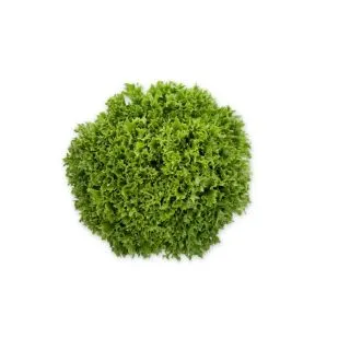 Compra LECHUGA EXENTURE RZ Pildorada (5.000 Semillas). en la tienda online Fito Agrícola