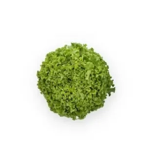 Compra LECHUGA FLEXION RZ Pildorada (5.000 Semillas). en la tienda online Fito Agrícola