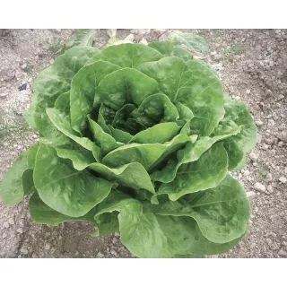 Compra LECHUGA GARDENIA Pildorada (25.000 Semillas) en la tienda online Fito Agrícola