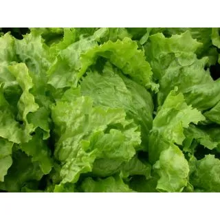 Compra LECHUGA GATÚN Pildorada (1.000 Semillas) en la tienda online Fito Agrícola