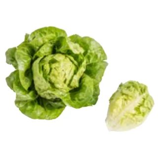 Compra LECHUGA GATSBI BIO Pildorada (5.000 Semillas) en la tienda online Fito Agrícola