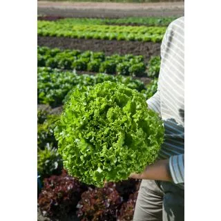 Compra LECHUGA ARMADA Pildorada (5.000 Semillas) en la tienda online Fito Agrícola