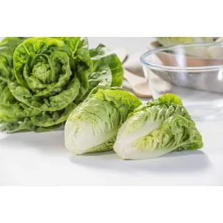 Compra LECHUGA TIGANA Pildorada (5.000 Semillas) en la tienda online Fito Agrícola