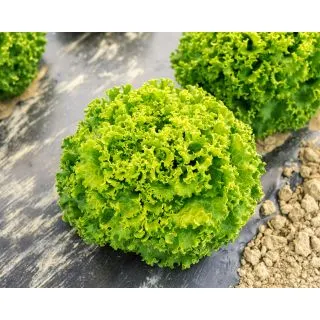 Compra LECHUGA GENTILE Pildorada (5.000 Semillas). en la tienda online Fito Agrícola