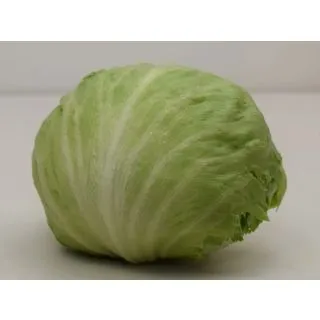 Compra LECHUGA GOMER Pildorada (5.000 Semillas) en la tienda online Fito Agrícola