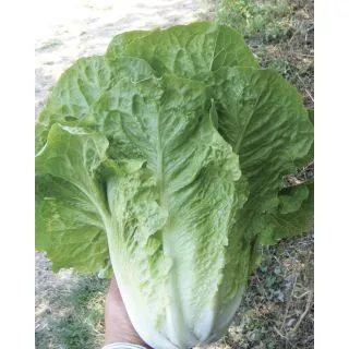 Compra LECHUGA GRETTA ERRE Pildorada (25.000 Semillas) en la tienda online Fito Agrícola
