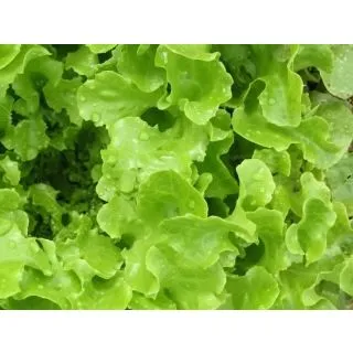 Compra LECHUGA HOJA DE ROBLE VERDE EPS294 en la tienda online Fito Agrícola