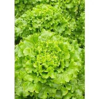 Compra LECHUGA IRATXE Pildorada (1.000 Semillas) en la tienda online Fito Agrícola