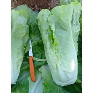 Compra LECHUGA JAVALAMBRE Pildorada (1.000 Semillas) en la tienda online Fito Agrícola