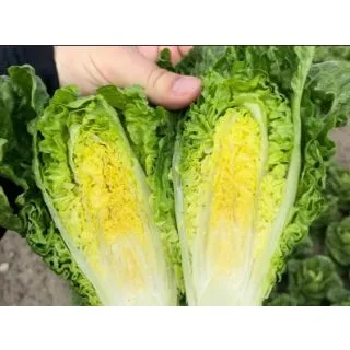 Compra LECHUGA JONICA Pildorada (10.000 Semillas) en la tienda online Fito Agrícola