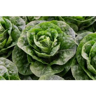 Compra LECHUGA KALBEILA Pildorada Sphera (25.000 Semillas) en la tienda online Fito Agrícola