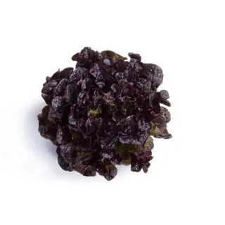 Compra LECHUGA KANTAI RZ Pildorada (5.000 Semillas). en la tienda online Fito Agrícola