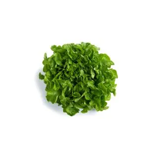 Compra LECHUGA KIEDIS RZ Pildorada (5.000 Semillas) en la tienda online Fito Agrícola