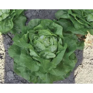 Compra LECHUGA LAPERLA Pildorada (5.000 Semillas) en la tienda online Fito Agrícola