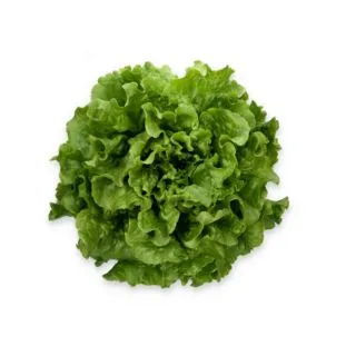 Compra LECHUGA LEBRION RZ Pildorada (5.000 Semillas). en la tienda online Fito Agrícola