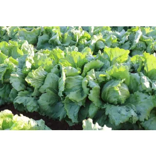 Compra LECHUGA ELUCEVAN Pildorada (25.000 Semillas) en la tienda online Fito Agrícola