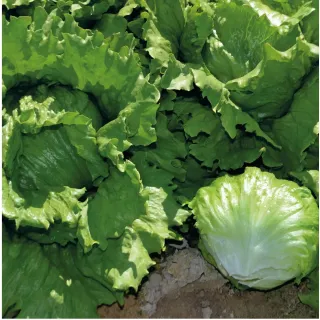 Compra LECHUGA LI 202 Pildorada (25.000 Semillas) en la tienda online Fito Agrícola