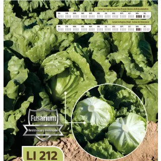 Compra LECHUGA LI 208 Pildorada (25.000 Semillas) en la tienda online Fito Agrícola