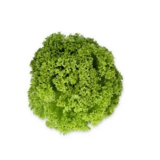 Compra LECHUGA LIADINE RZ Pildorada (5.000 Semillas). en la tienda online Fito Agrícola