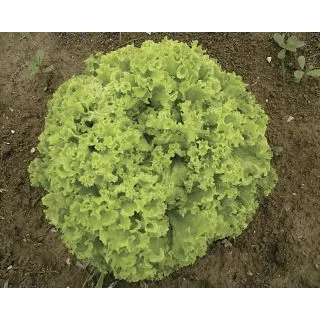 Compra LECHUGA LOLLO BIONDA Pildorada (5.000 Semillas). en la tienda online Fito Agrícola