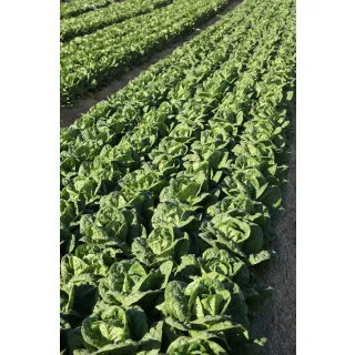 Compra LECHUGA LR 898 Pildorada (25.000 Semillas) en la tienda online Fito Agrícola