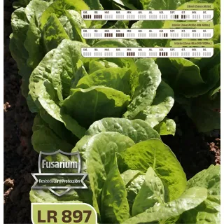 Compra LECHUGA LR 897 Pildorada (25.000 Semillas) en la tienda online Fito Agrícola