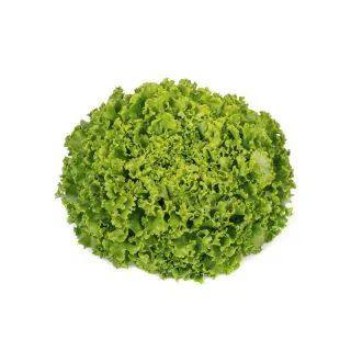 Compra LECHUGA MADIE RZ Pildorada (5.000 Semillas). en la tienda online Fito Agrícola