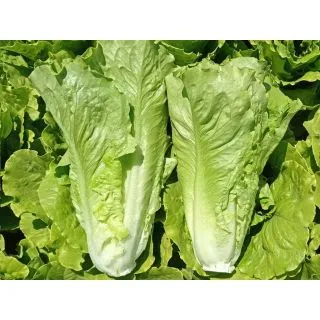 Compra LECHUGA MANZANEDA Pildorada (5.000 Semillas) en la tienda online Fito Agrícola