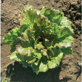 Compra LECHUGA MARAVILLA DE VERANO Pildorada (25.000 Semillas) en la tienda online Fito Agrícola