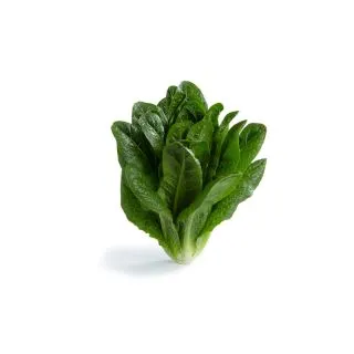 Compra LECHUGA MELITONA RZ KNOX Pildorada (5.000 Semillas). en la tienda online Fito Agrícola