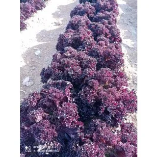 Compra LECHUGA MOREMI Pildorada (1.000 Semillas) en la tienda online Fito Agrícola