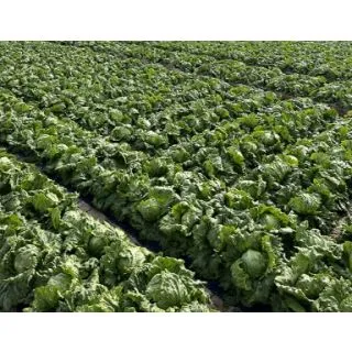 Compra LECHUGA MORRIZON Pildorada (10.000 Semillas) en la tienda online Fito Agrícola