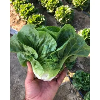 Compra LECHUGA MORTARELLA DI PRIMAVERA Pildorada (5.000 Semillas) en la tienda online Fito Agrícola