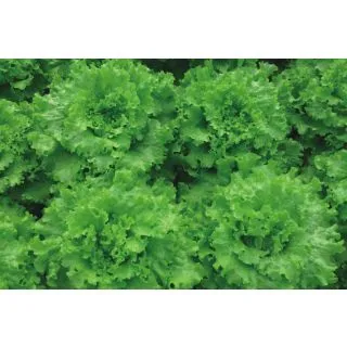 Compra LECHUGA NAROA Pildorada (25.000 Semillas) en la tienda online Fito Agrícola