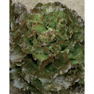 Compra LECHUGA NAUPLUS Pildorada (5.000 Semillas). en la tienda online Fito Agrícola