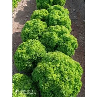 Compra LECHUGA OKABANGO Pildorada (1.000 Semillas) en la tienda online Fito Agrícola